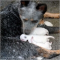 101217_puppies001