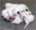 101217_puppies035