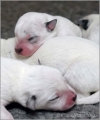 101217_puppies041