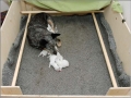 101217_puppies045