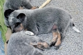 110120_Valpar_002
