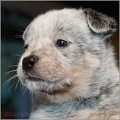 110120_Valpar_031