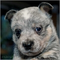 110120_Valpar_037